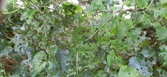 Plectonycha correntina