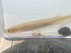 Galaxias maculatus
