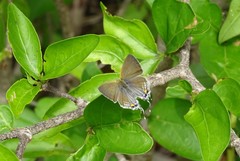 Hypolycaena philippus philippus