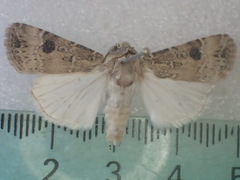 Agrotis poliotis