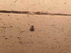 Pleromelloida conserta