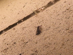 Pleromelloida conserta