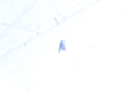 Pleromelloida conserta