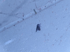 Pleromelloida conserta