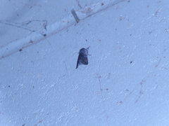 Pleromelloida conserta