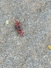 Probergrothius