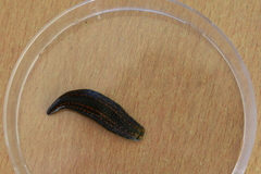 Hirudo medicinalis