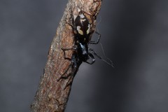 Nucastia eneabba
