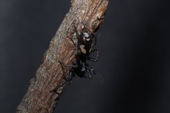 Nucastia eneabba