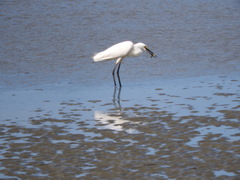 Egretta garzetta nigripes