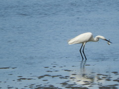 Egretta garzetta nigripes