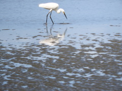 Egretta garzetta nigripes