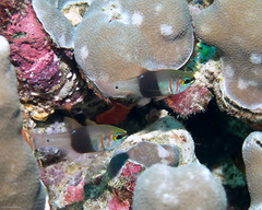 Blackbelted Cardinalfish photo 5