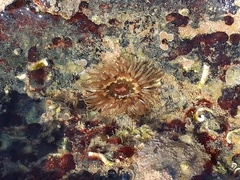 Anthopleura thallia