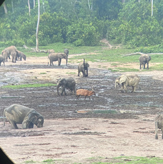 Tragelaphus eurycerus eurycerus