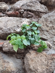 Parietaria judaica
