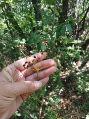 Physospermum cornubiense