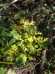 Physospermum cornubiense