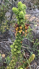 Erica coccinea