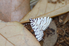 Conchylodes concinnalis