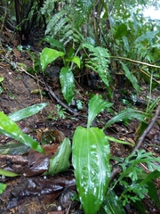 Calanthe triplicata