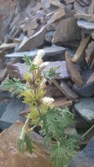 Panzerina canescens