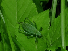 Isophya camptoxypha