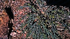 Anabasis brevifolia