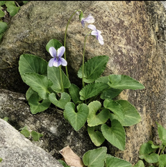 Viola inconspicua nagasakiensis