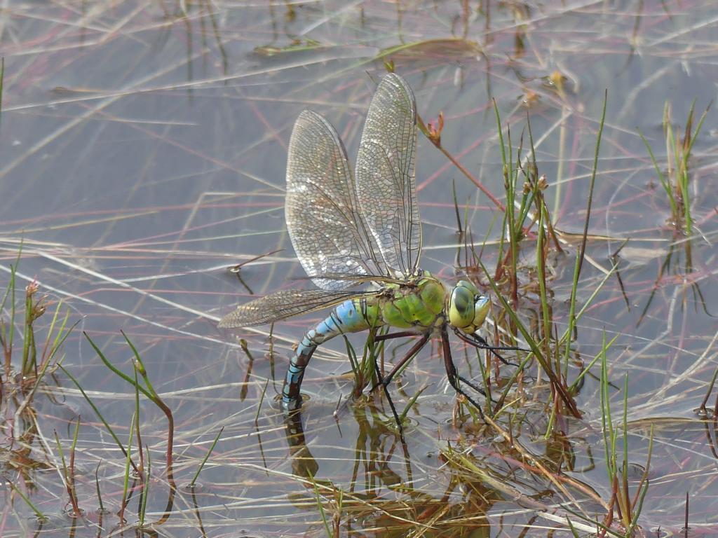 blue-emperor-from-49565-bramsche-deutschland-on-june-16-2018-at-02-53
