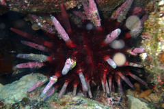 Phyllacanthus irregularis