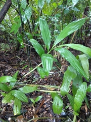 Collabieae
