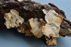 Trametes versicolor