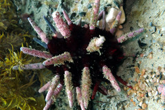 Phyllacanthus irregularis