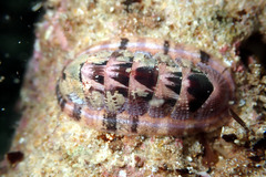 Rhyssoplax tricostalis