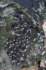 Hypoxylon fragiforme