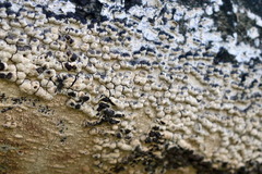 Hypoxylon fragiforme