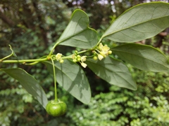 Pseudophyllanthus ovalis