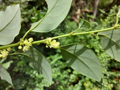 Pseudophyllanthus ovalis