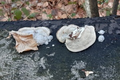 Trametes hirsuta