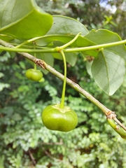 Pseudophyllanthus ovalis