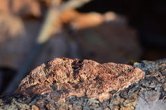 Hapalopilus rutilans