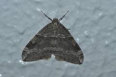 Operophtera relegata