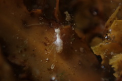 Gondogeneia microdeuteropa