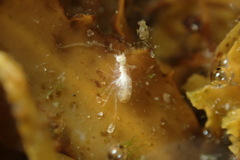 Gondogeneia microdeuteropa