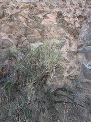 Ephedra procera