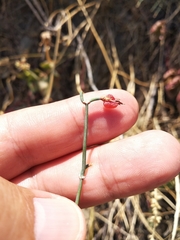 Ephedra procera