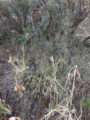 Ephedra procera