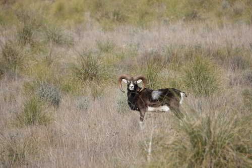 Ovis aries musimon