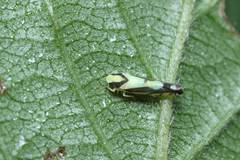 Aguriahana triangularis